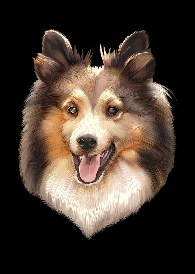 Collie Dog