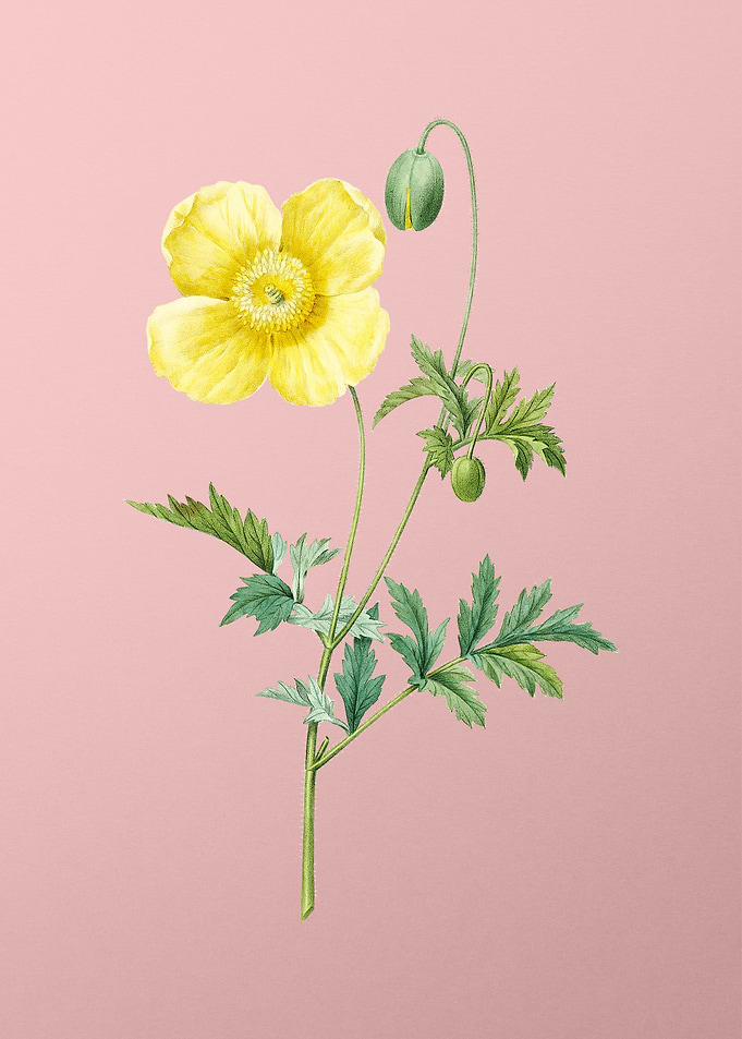 Welsh Poppy Flower on Pink