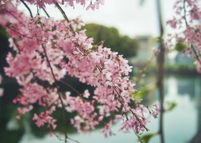 Cherry Blossoms