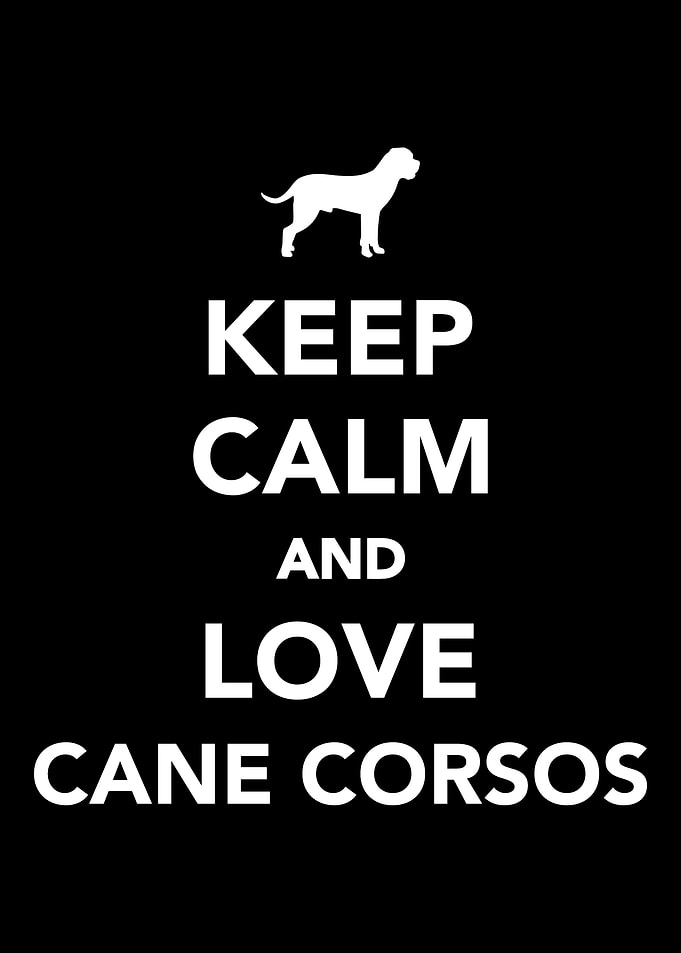Cane Corso