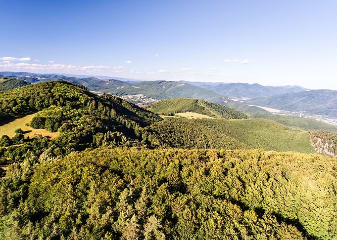 Aerial View Of Forest Gras