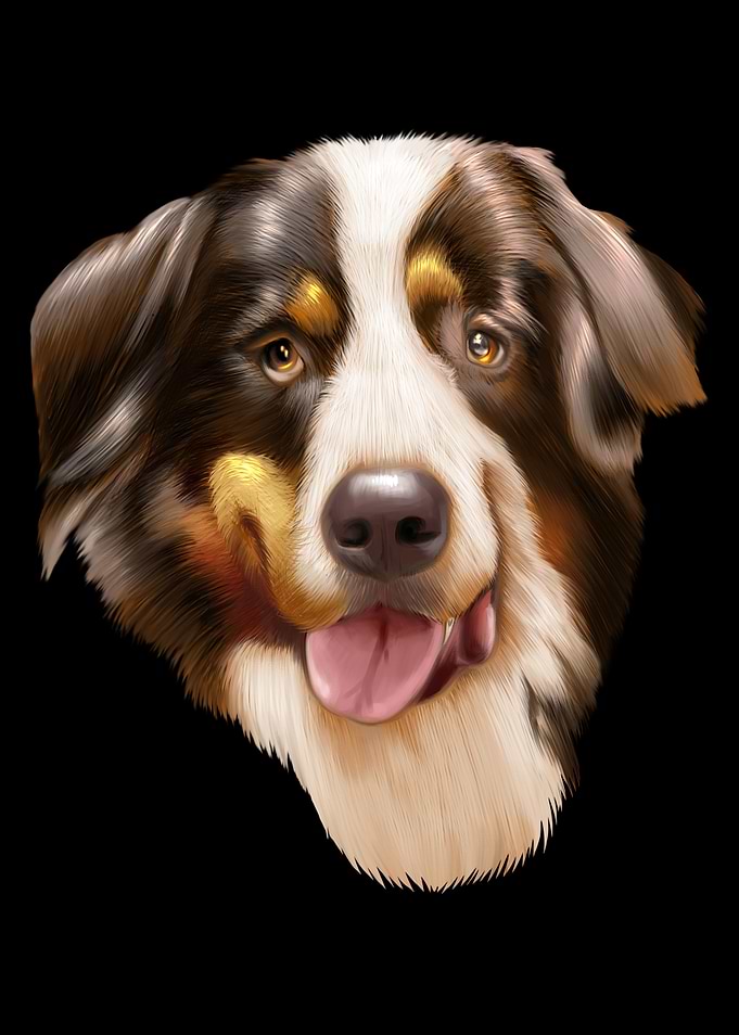 Bernese Mountain Dog
