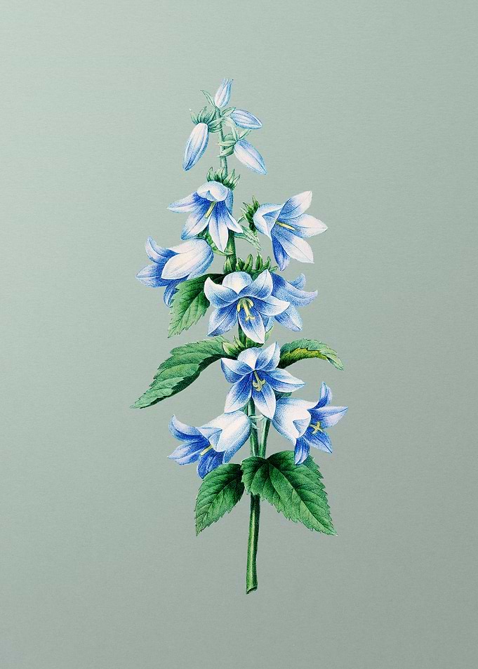 Bellflowers on Mint Green