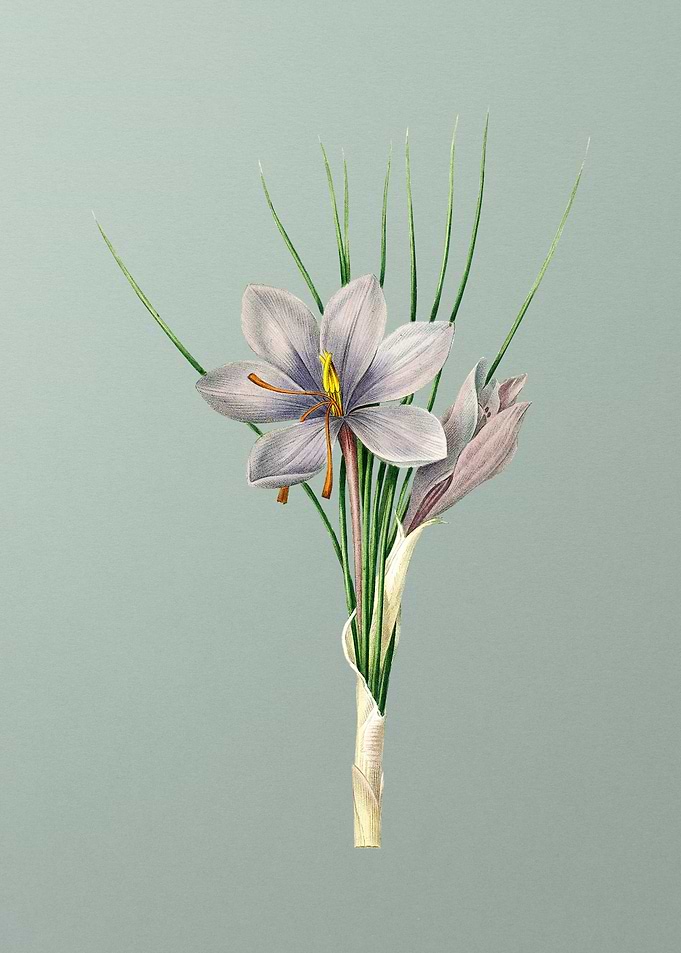 Autumn Crocus on Mint