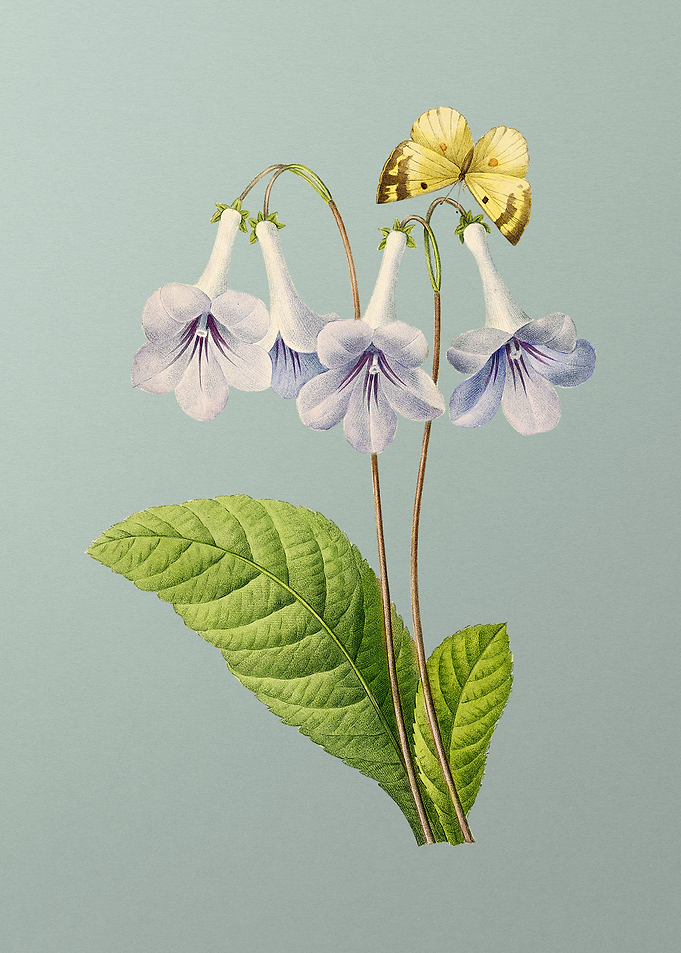 Canterbury Bells on Mint
