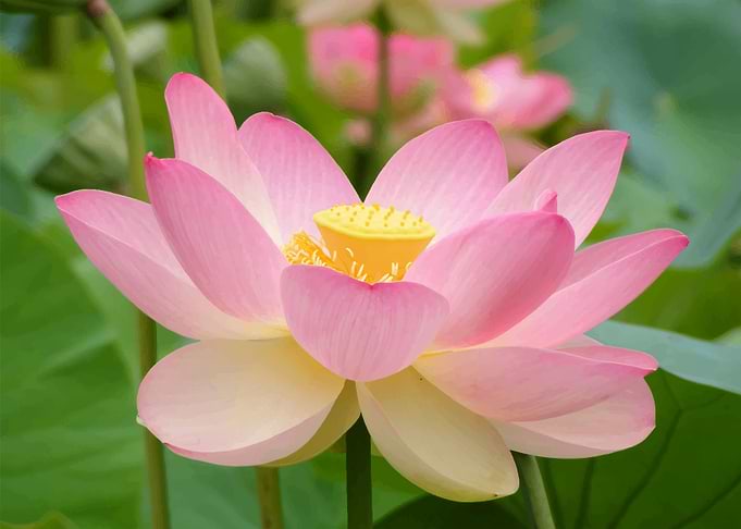 Floral Lily Flower