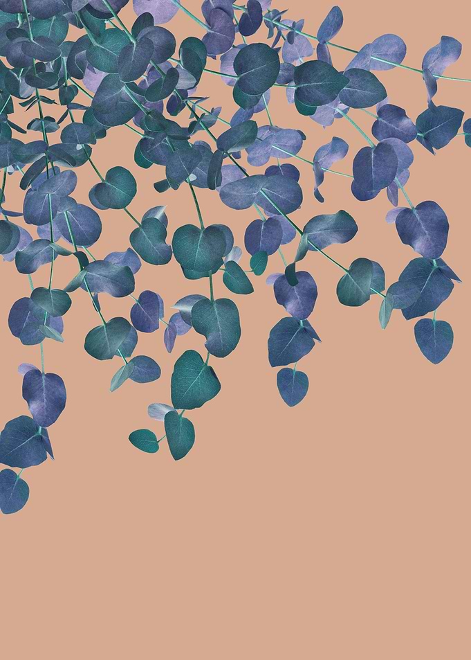 Eucalyptus Delight 4