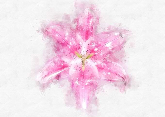 pink lily watercolor