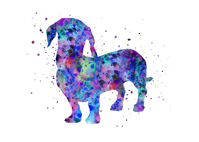 Dachshund