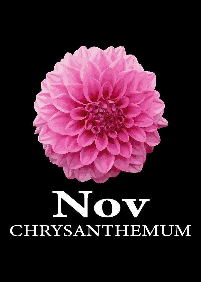 November Chrysanthemum Flo