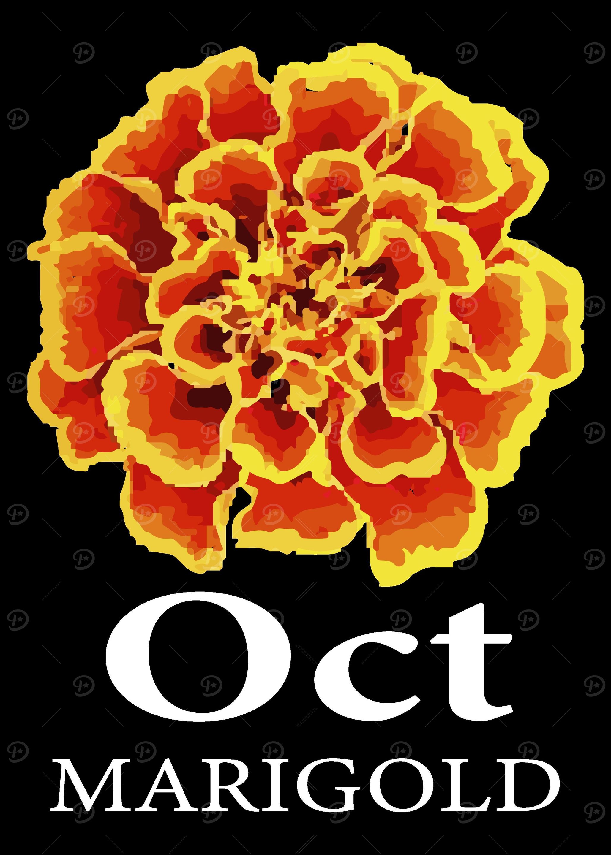 October Marigold Flower Ke