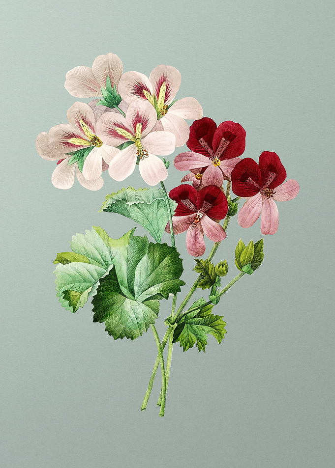 Cranes Bill Geranium Mint