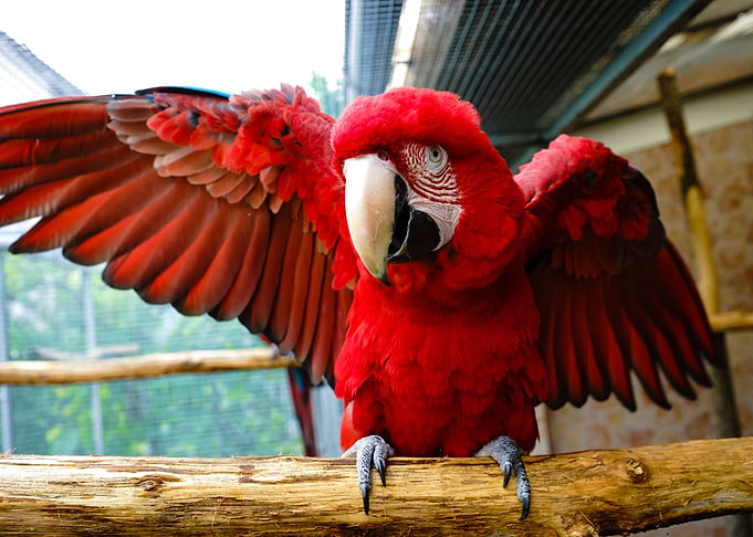 PARROT SUMMER