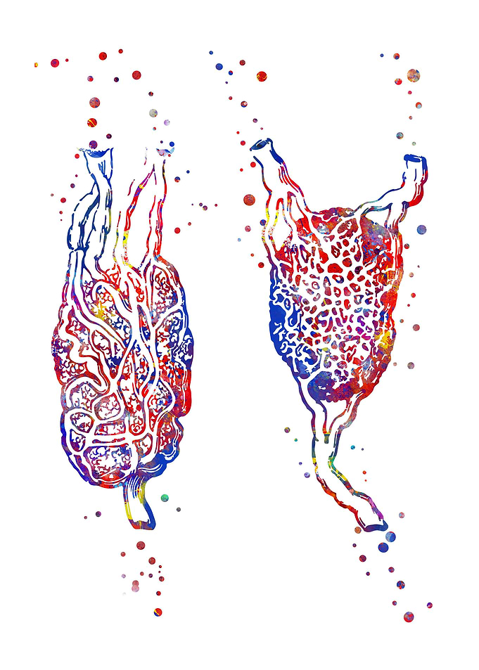 Lymph node