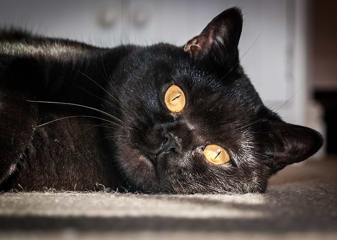 British Shorthair Cat Head