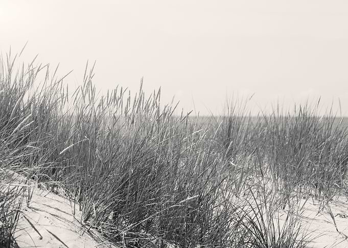 Summer Grass on Sandy Dune