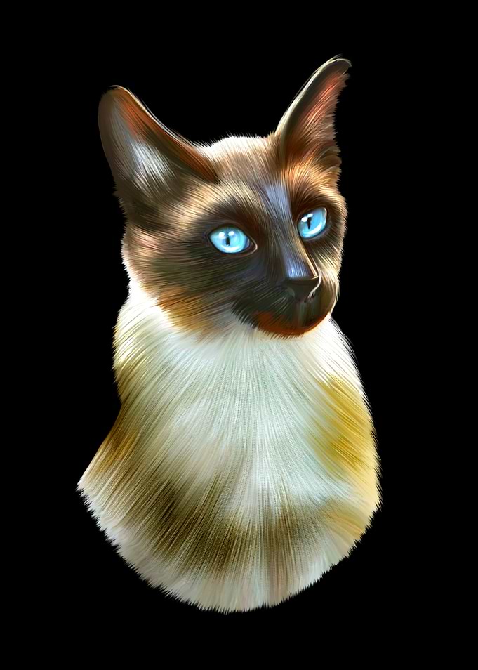 Siamese Cat Portrait