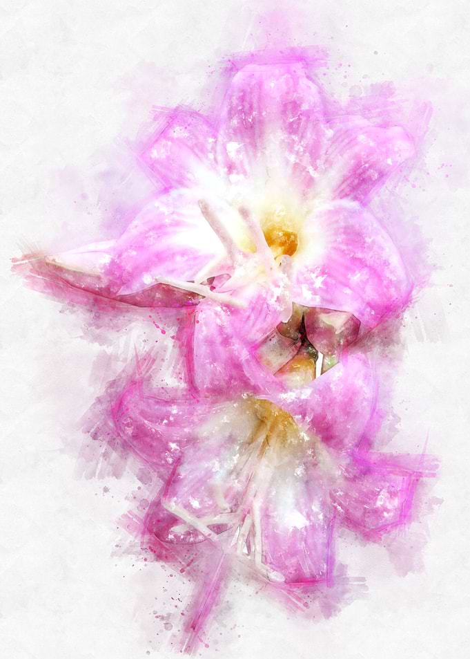 pink belladonna watercolor