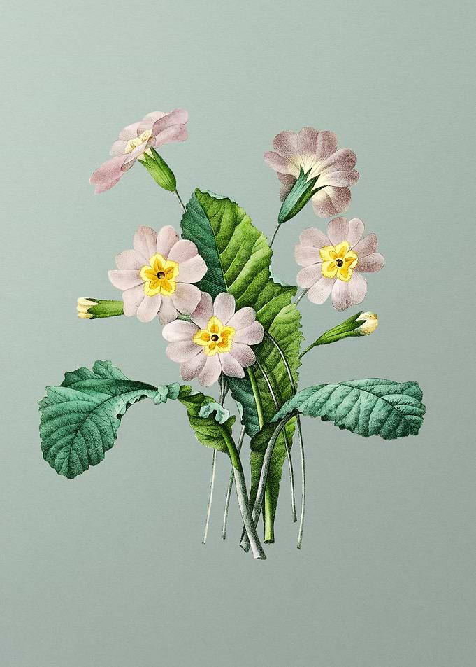Grandiflora on Mint
