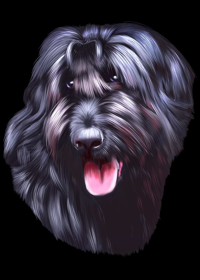 Schnauzer Dog