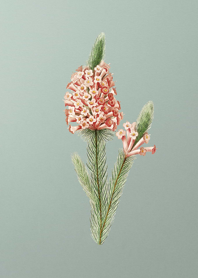 Heather Briar Root on Mint