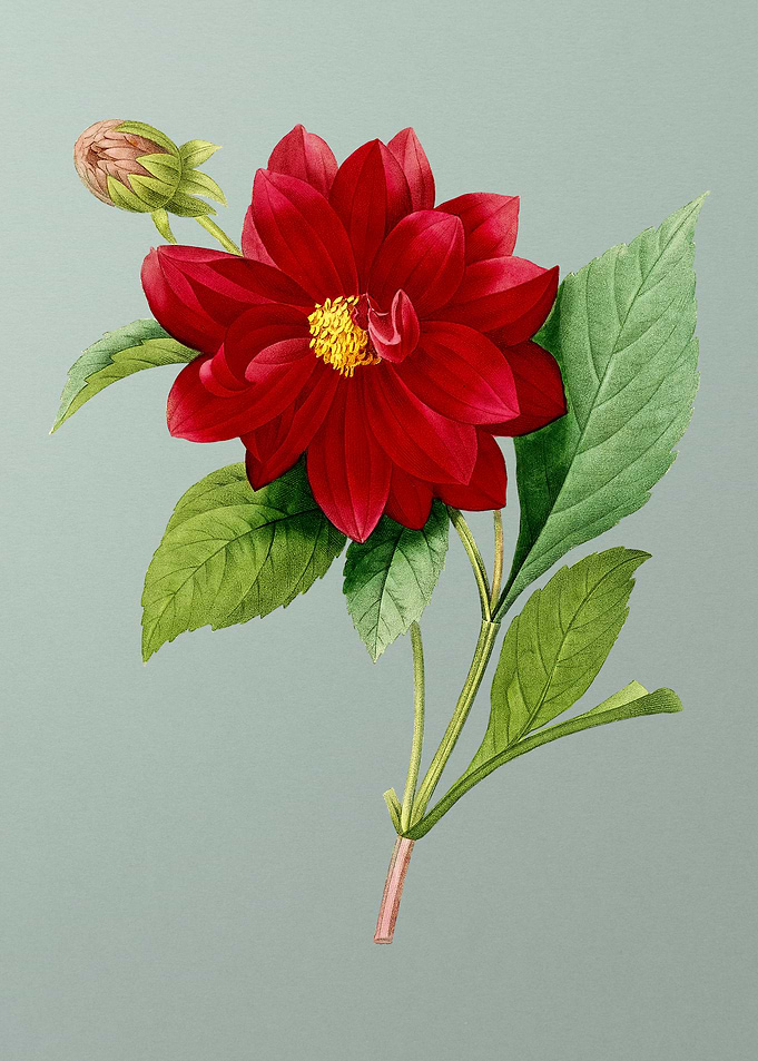 Double Dahlias on Mint