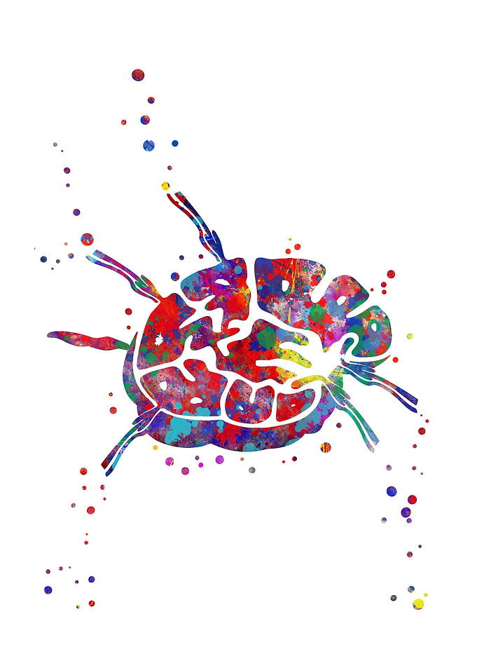 Lymph node