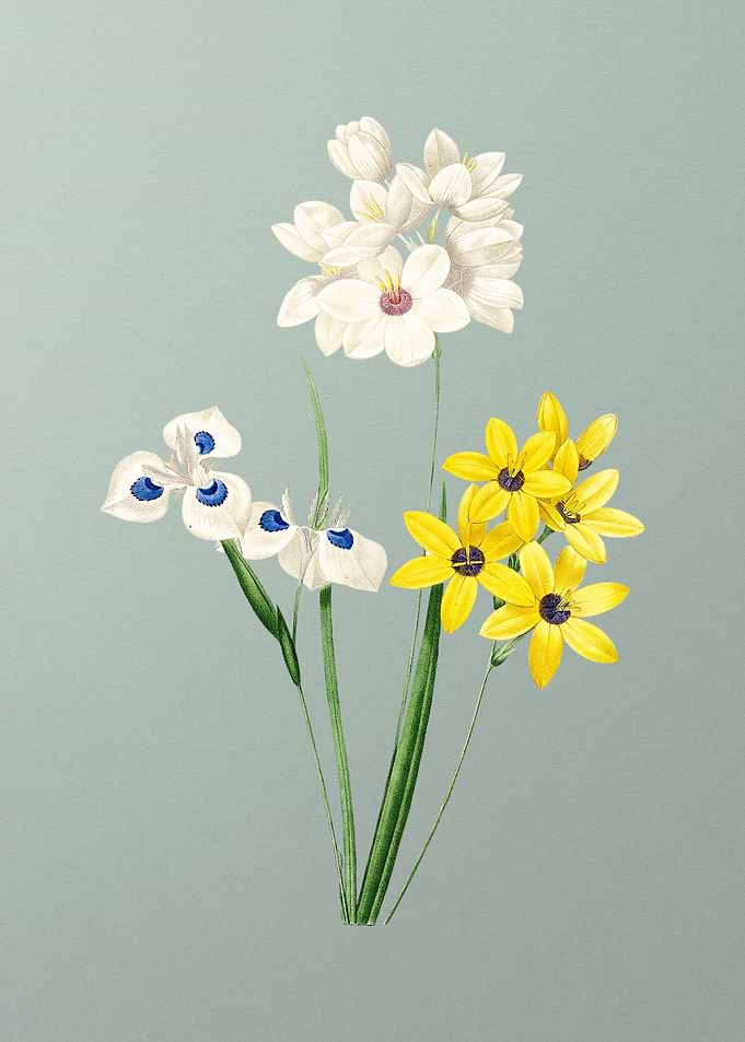 Corn Lily on Mint Green