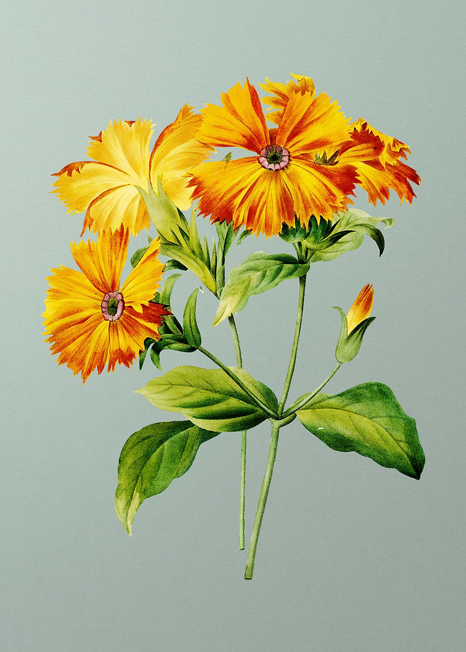 Lychnis Grandiflora Mint
