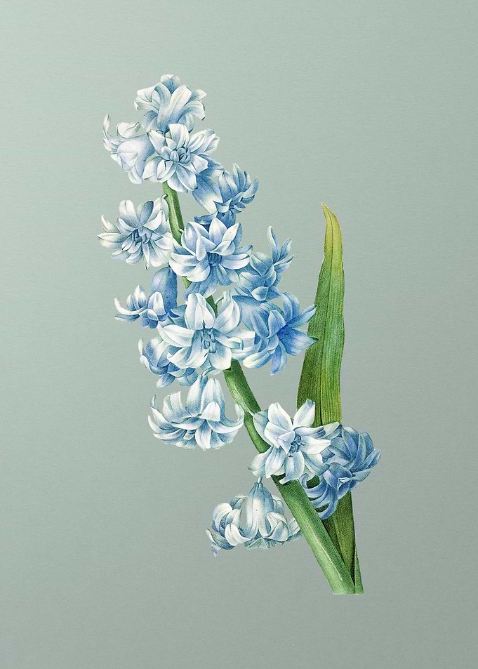 Oriental Hyacinth on Mint