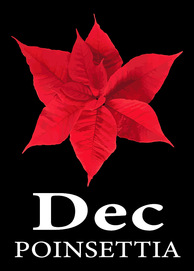 December Poinsettia Botani