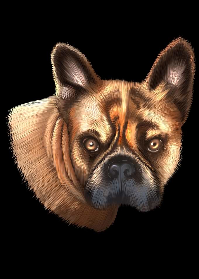 French Bulldog