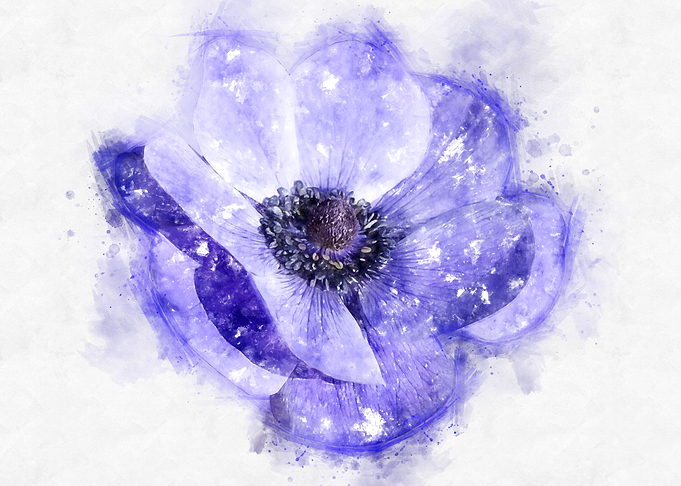 purple Anemone watercolor