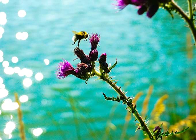 FOREST BEE