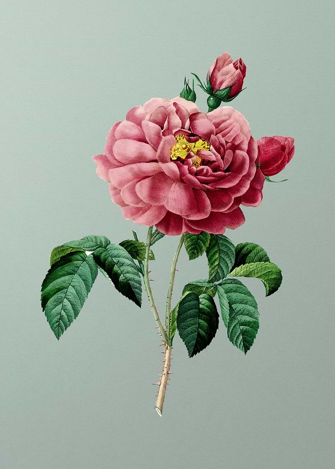 Gallic Rose on Mint