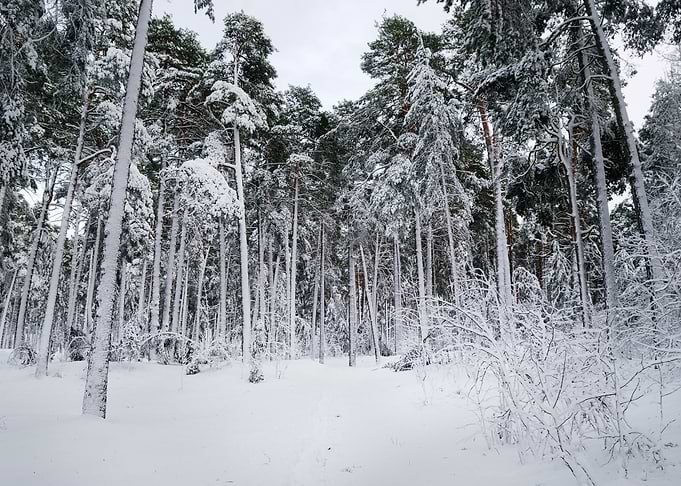 Cold Winter Snow Landsc