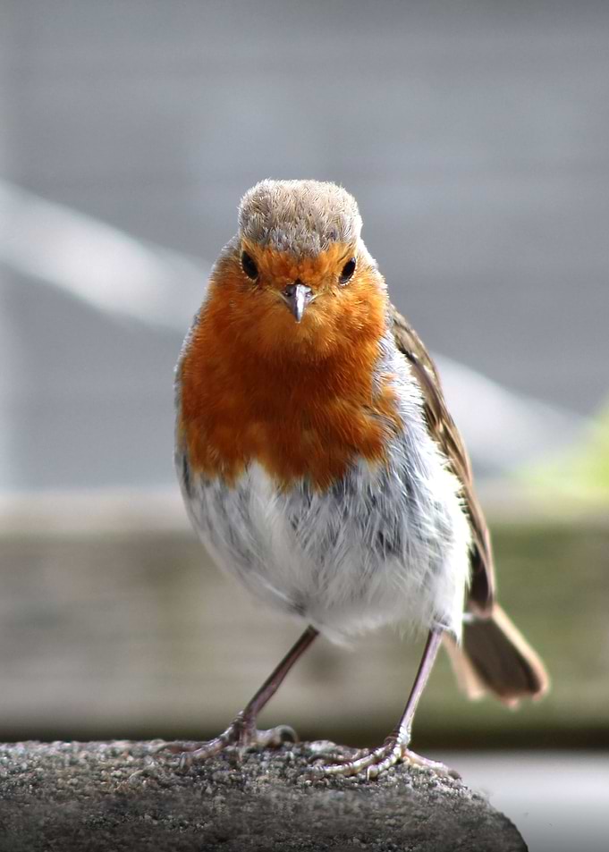 Robin