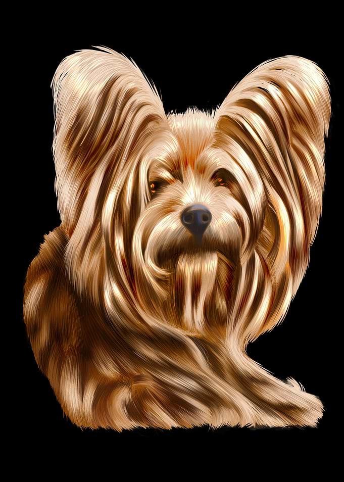 Yorkshire Terrier Yorkie