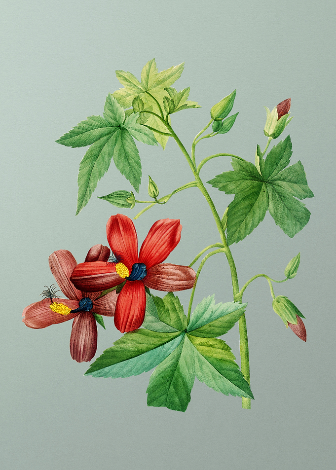 Lavatera Phoenicea on Mint