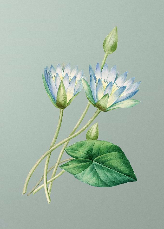 Egyptian Lotus on Mint