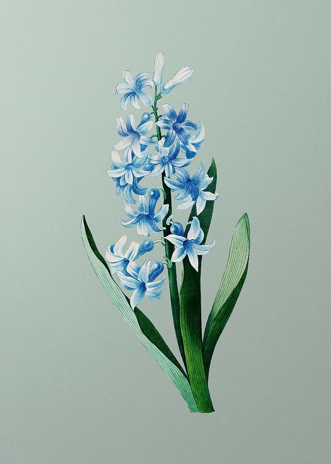 Dutch Hyacinth on Mint