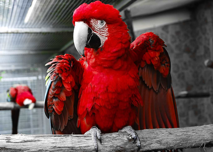 Parrot