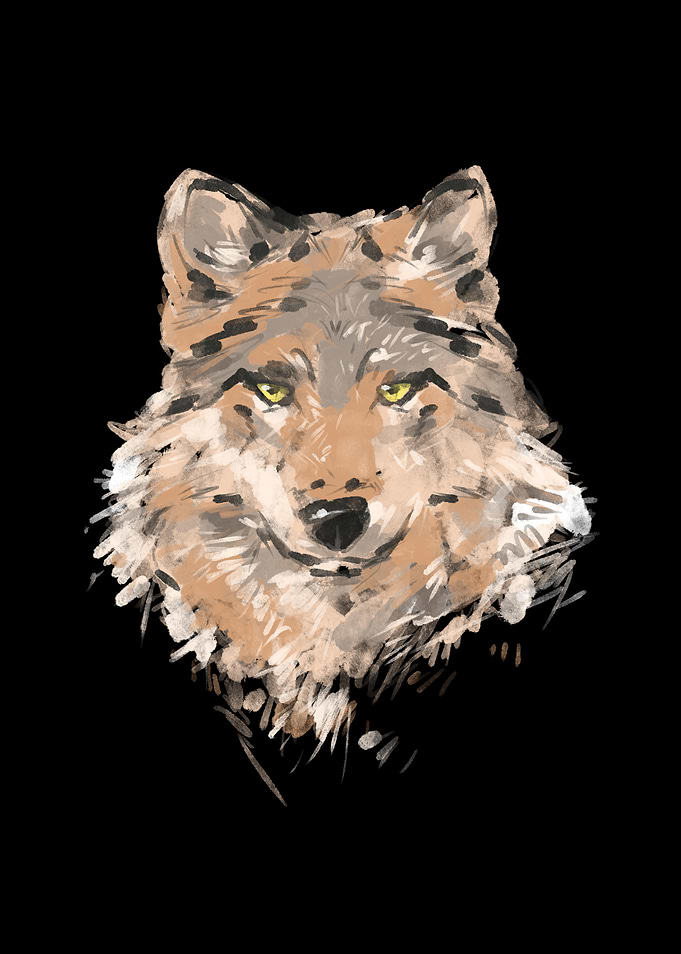 Wolf Portrait Wolves
