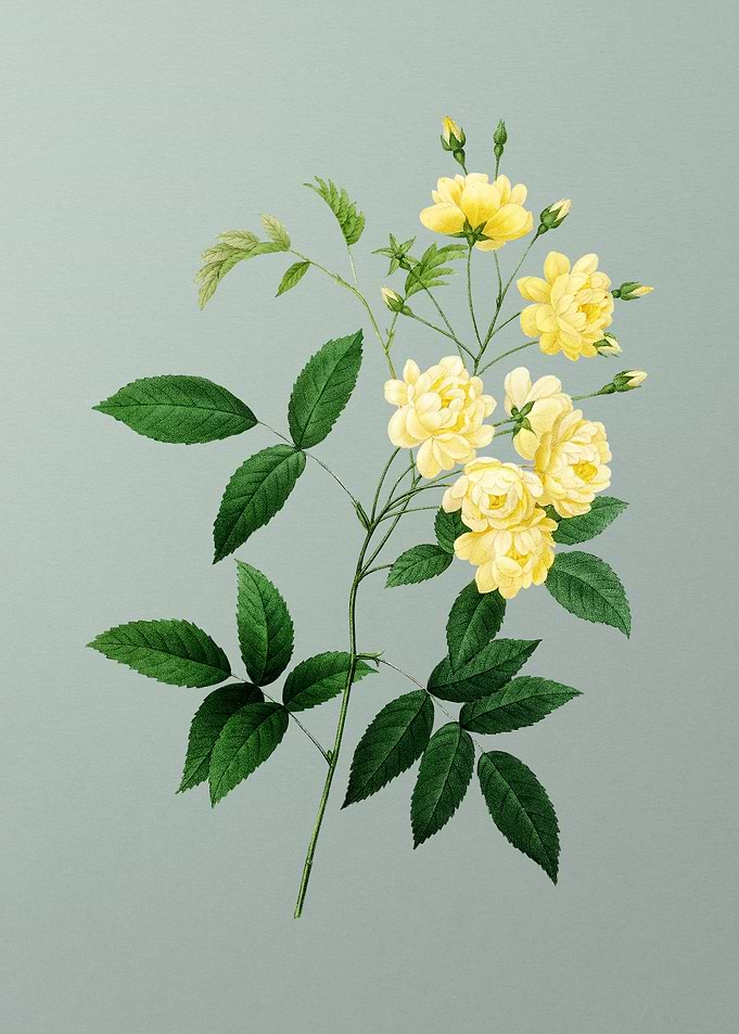 Lady Banks Rose on Mint