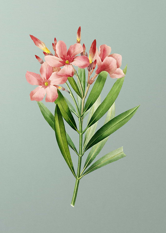 Oleander on Mint