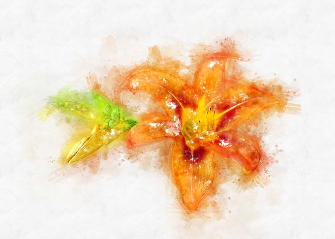 orange lily watercolor