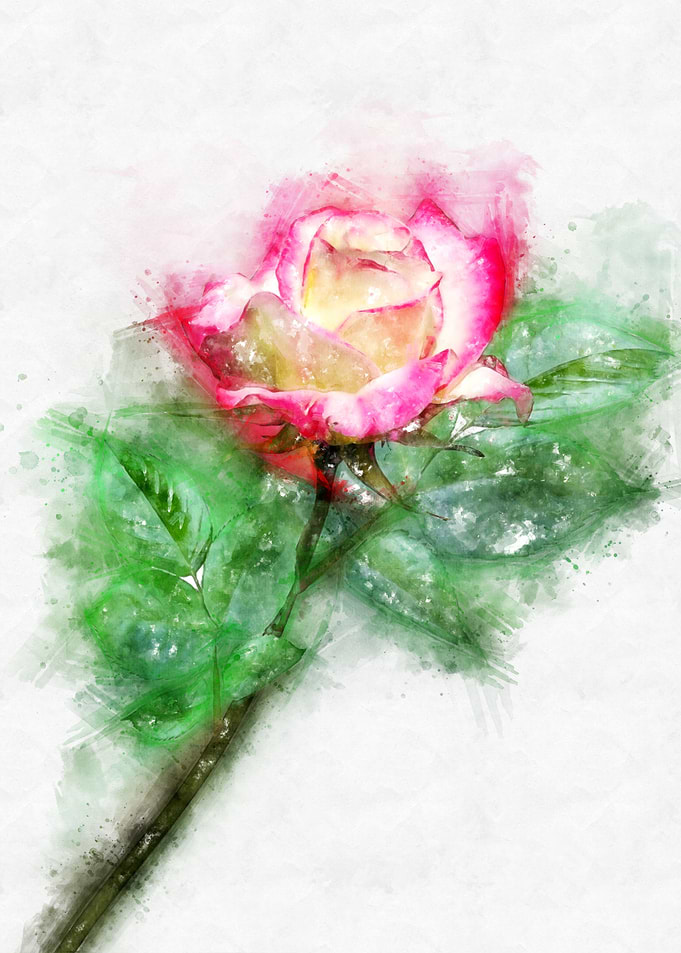 pink white rose watercolor
