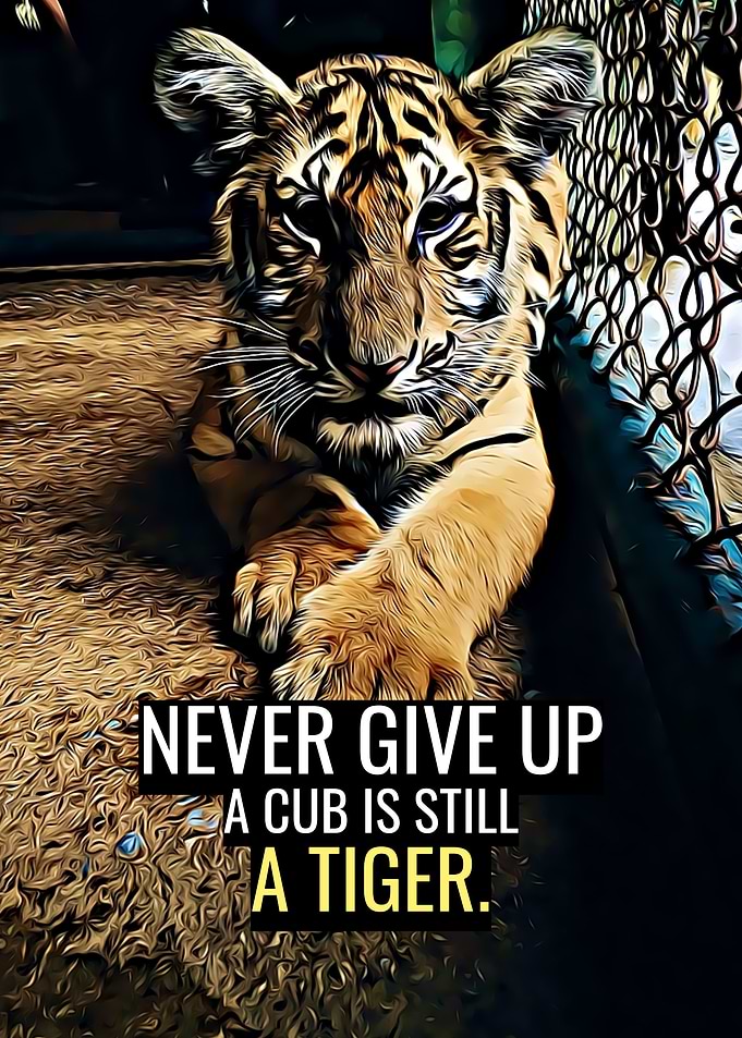 A Cub is still a Tiger