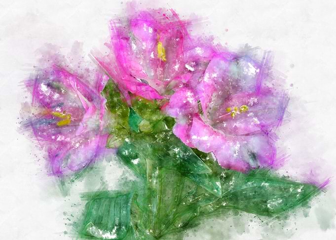 pink alstroemeria