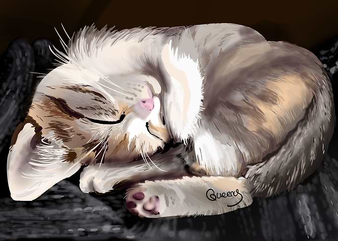Sleeping cat